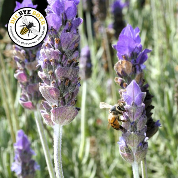 French Lavender